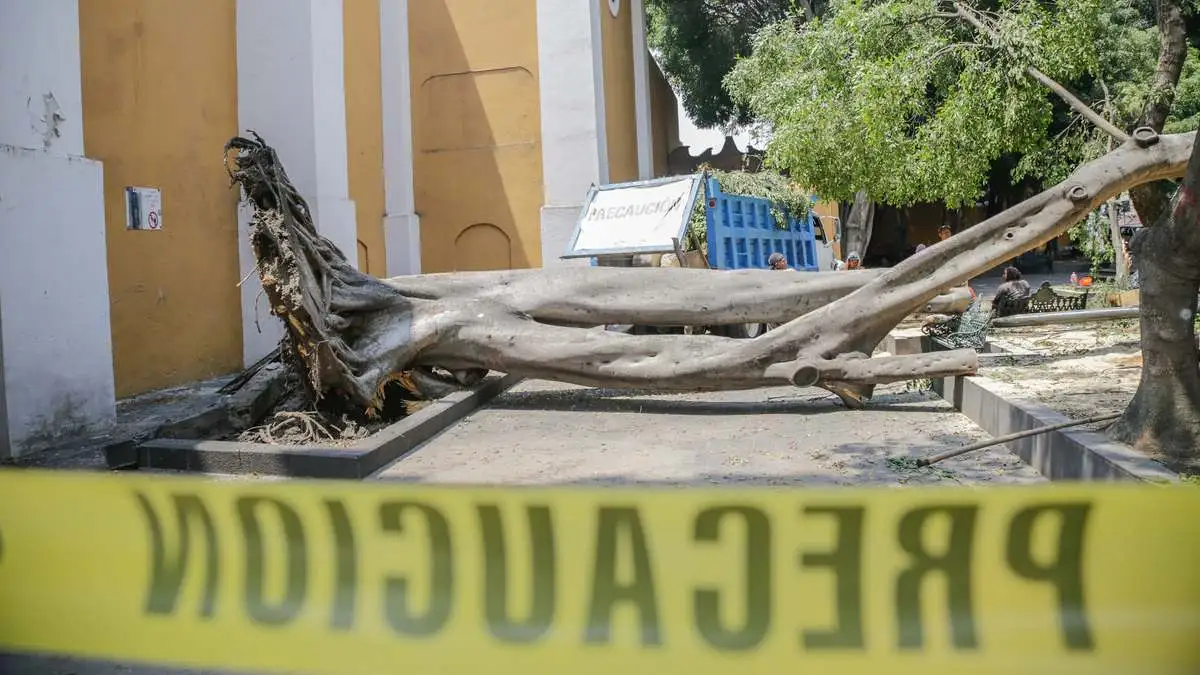 Retiran árbol que cayó en el parque de la Libre Expresión en Puebla capital