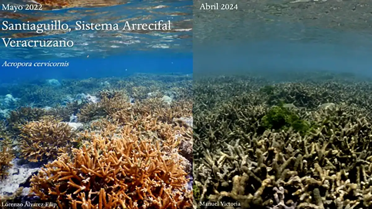 ¿A qué se debe la lenta muerte de los arrecifes en México?
