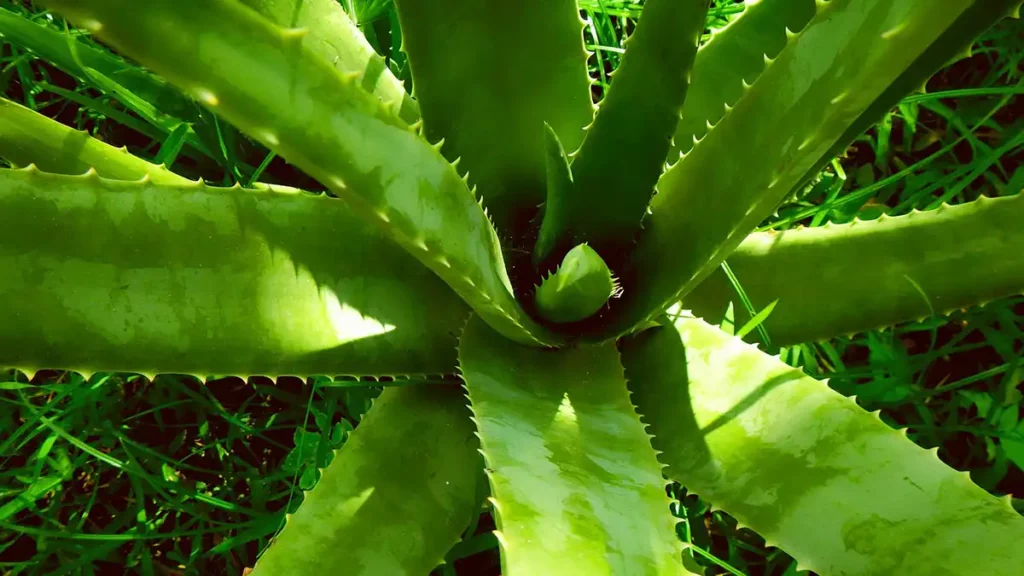 5 plantas para casa y oficina que absorben el calor