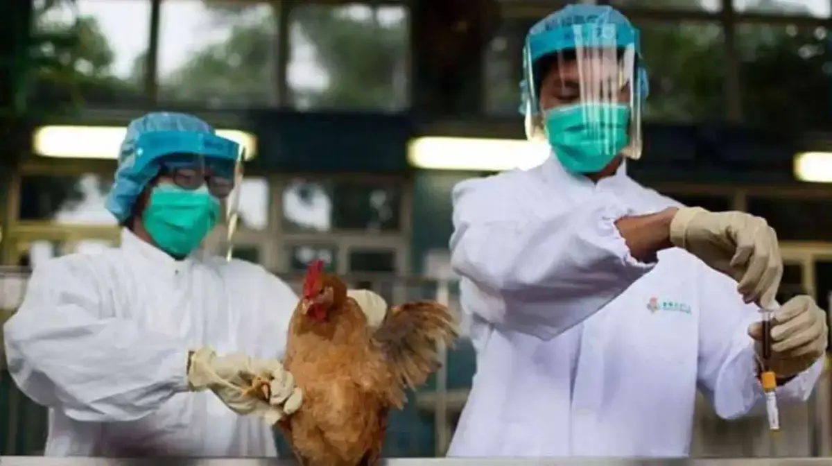 Sin casos de gripe aviar en Puebla: Salud