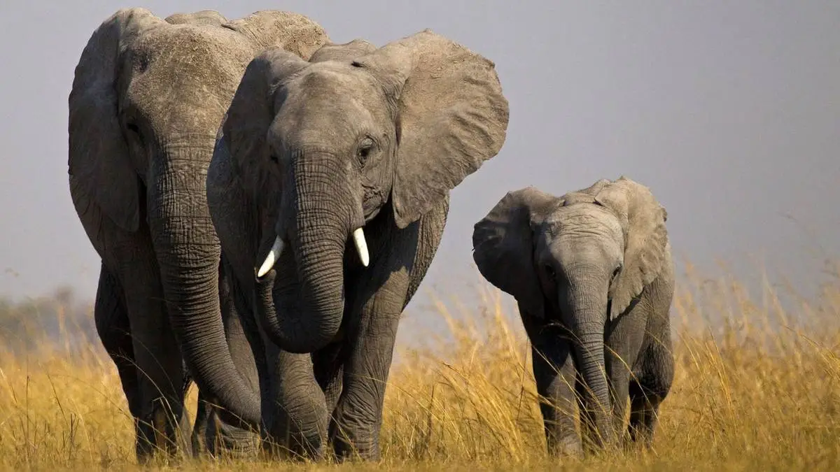 Elefantes africanos se llamarían entre ellos y tendrían nombres: biólogos