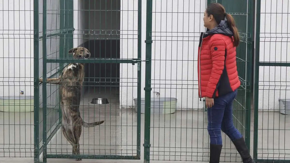 Puebla capital estrena Estancia para el Bienestar Animal