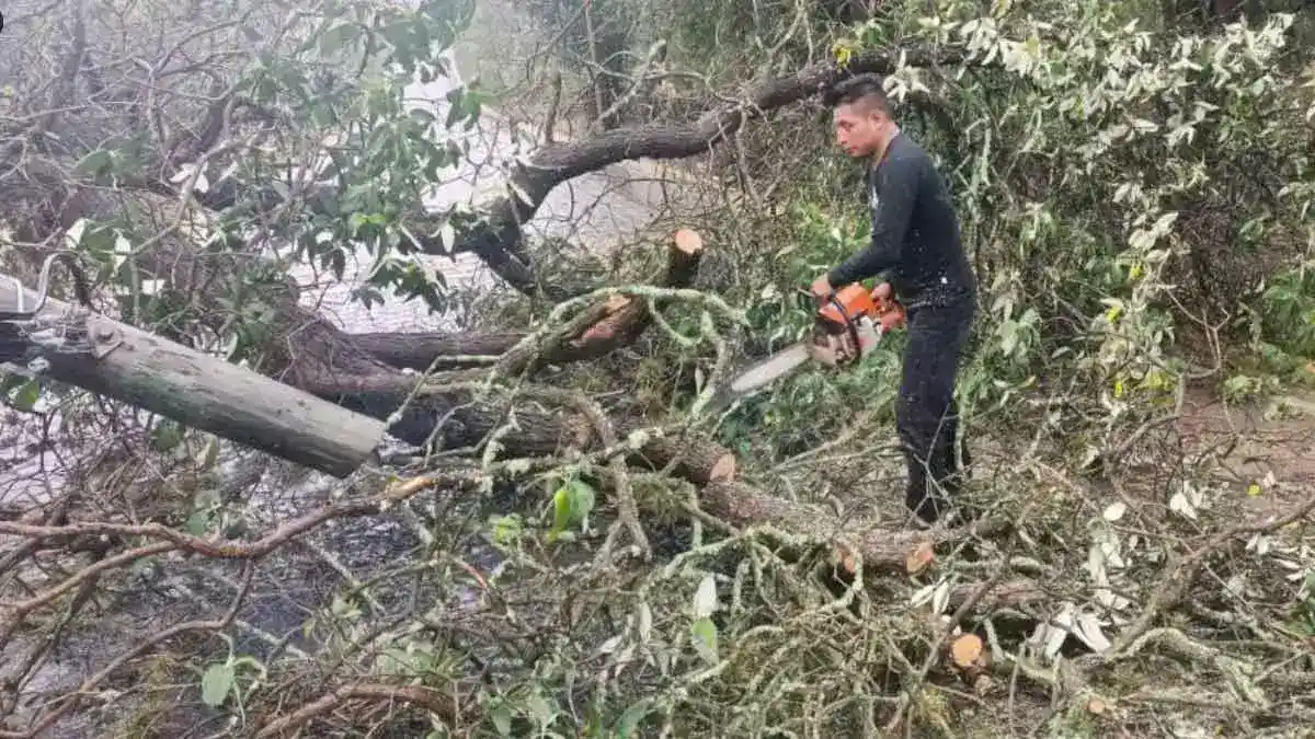 Lluvias en Puebla: Reportan caída de árboles y desbordamiento de barranca