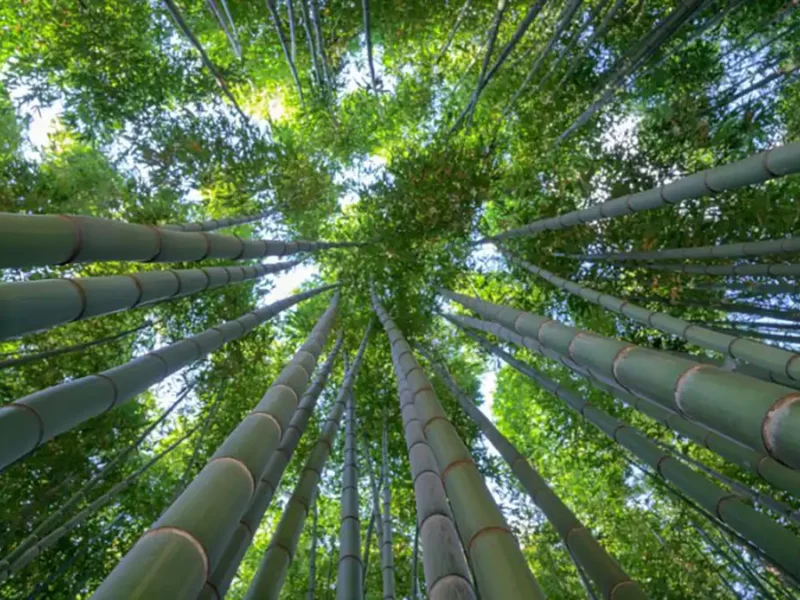 ¿Ya conoces los extraordinarios bosques de bambú de Puebla?