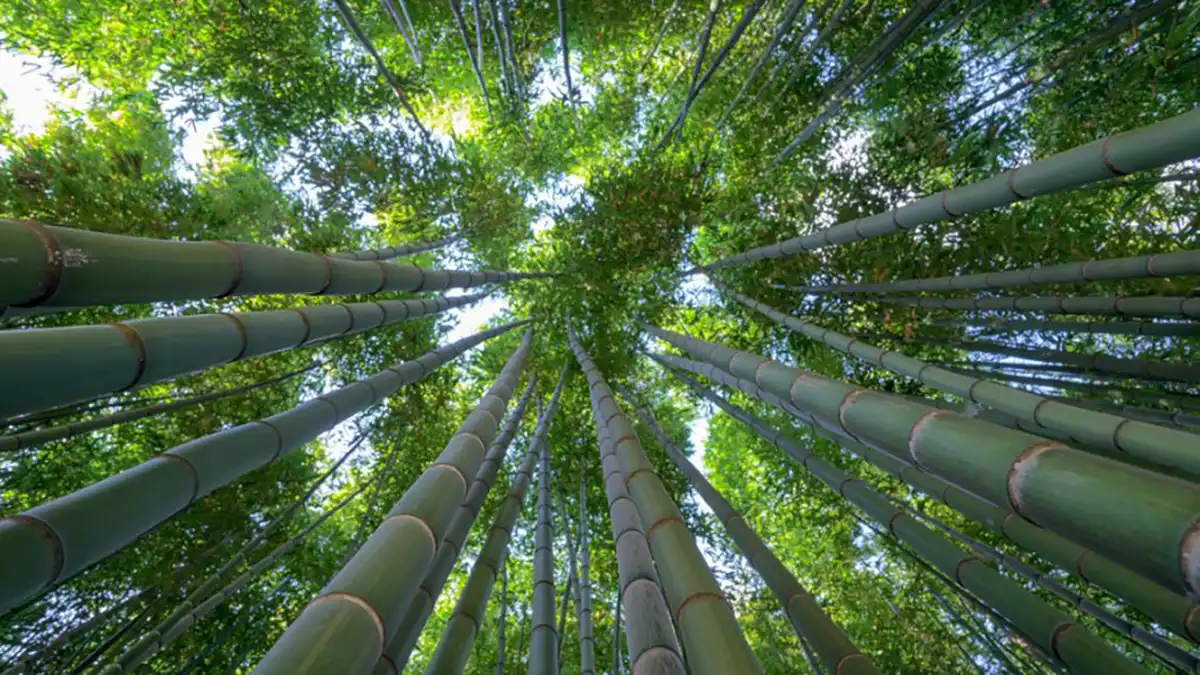 ¿Ya conoces los extraordinarios bosques de bambú de Puebla?