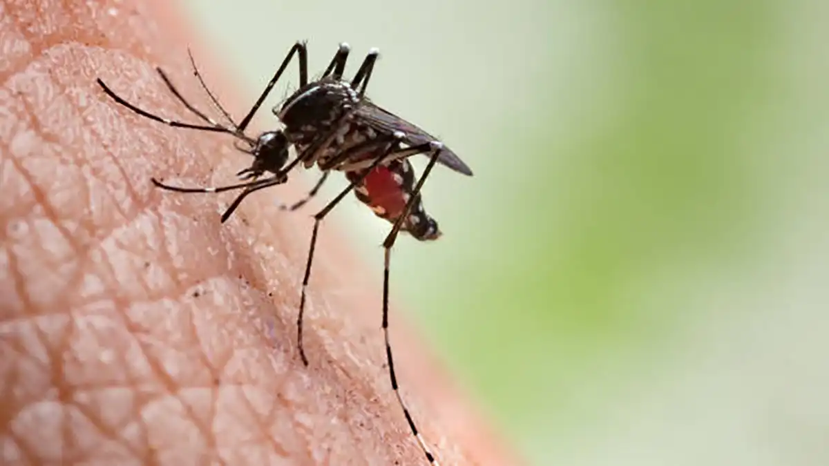 Dengue en Puebla: 444 contagiados en lo que va de 2024