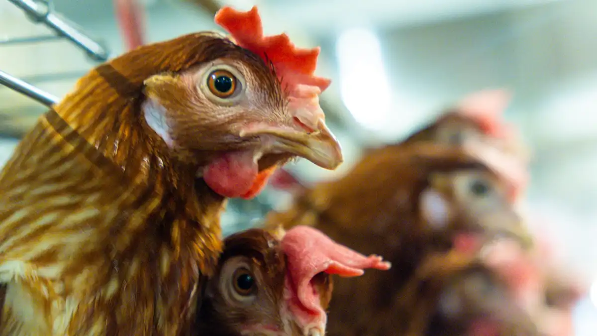 No alarmarse, pero sí estar alertas, ante influenza aviar A H5N2: BUAP