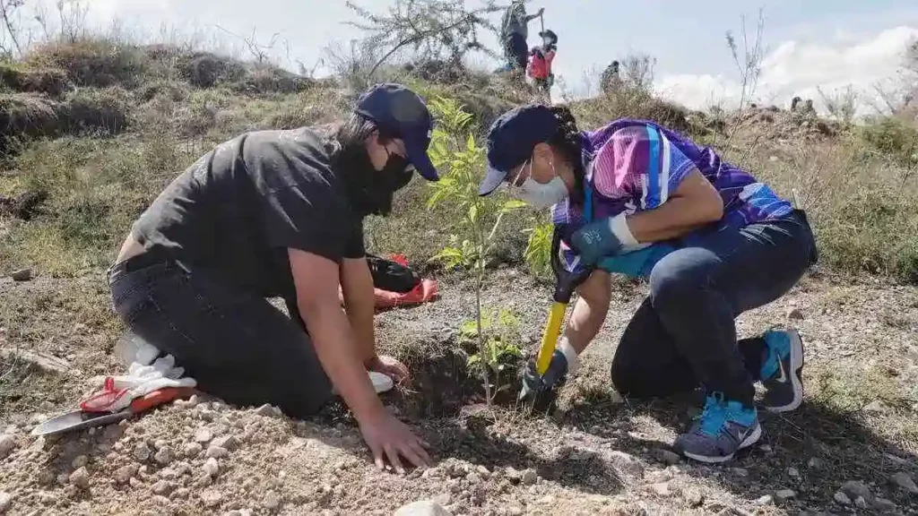 Se reforestarán más de 6 mil 500 hectáreas en 100 municipios de Puebla