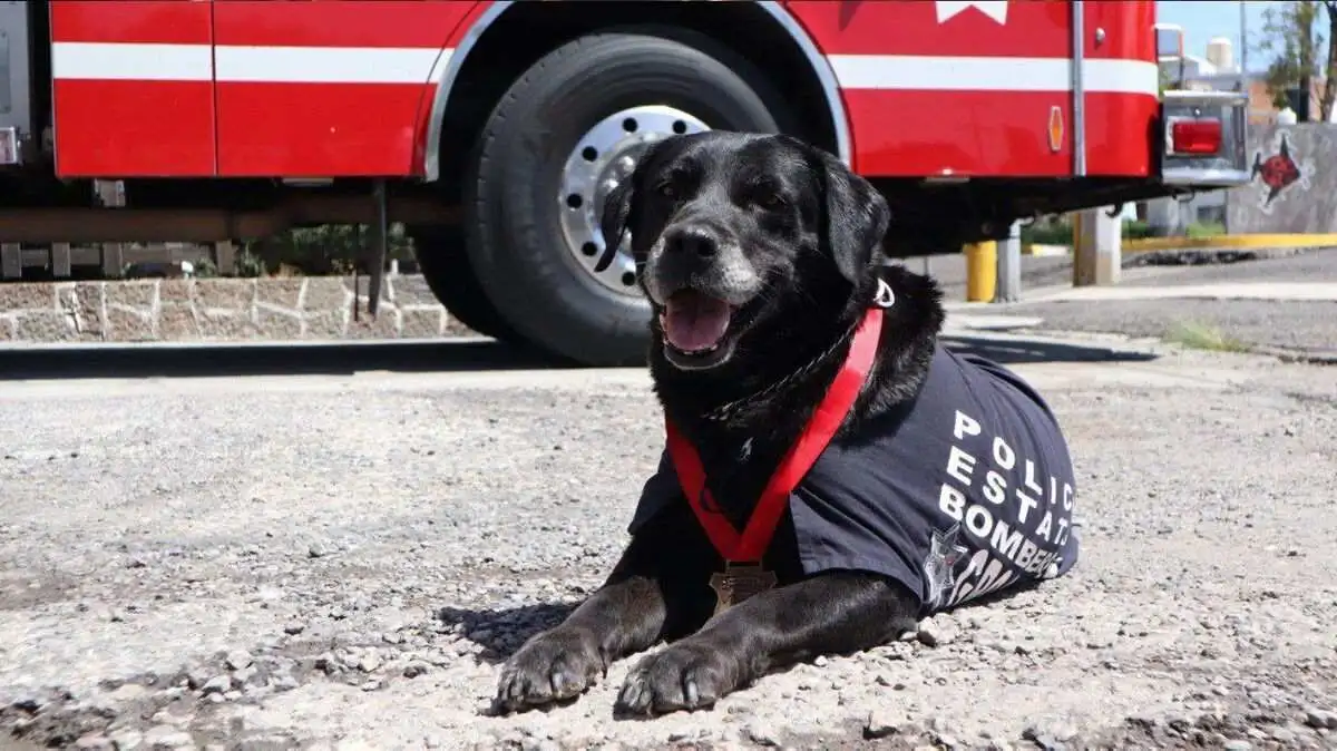 Bomberos de Puebla rinde homenaje a "Dana", elemento canino fallecido