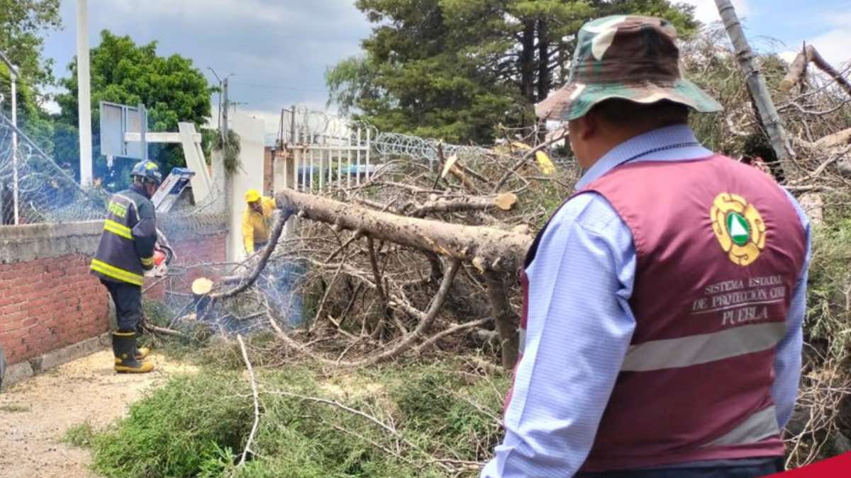 Reportan caída de 17 árboles en el Centro Escolar Morelos tras lluvia