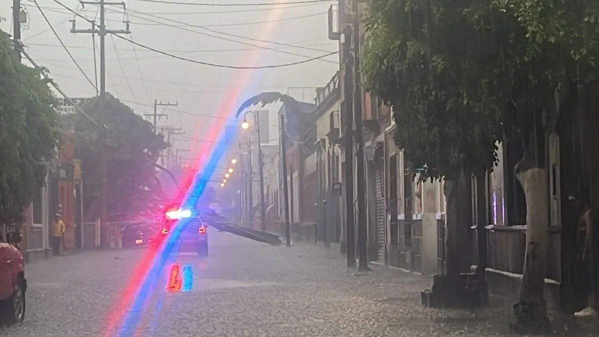 Lluvia derriba un árbol en el centro de Puebla capital