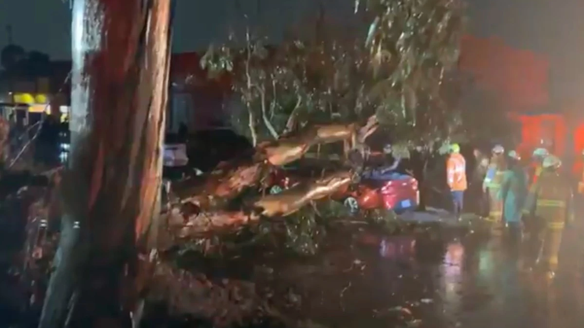 Muere hombre al caer un árbol sobre su vehículo frente a Plaza San Pedro