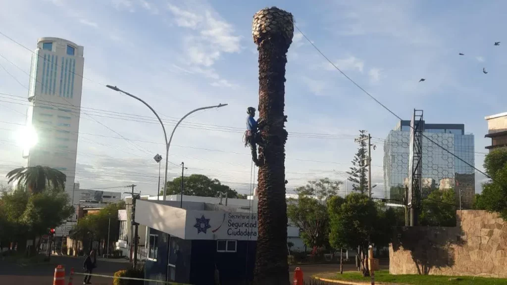 Derribarán palmeras muertas en la colonia La Paz