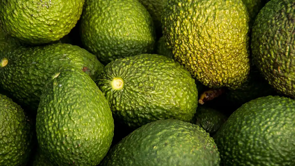 Puebla es el sexto mayor productor de aguacate del país