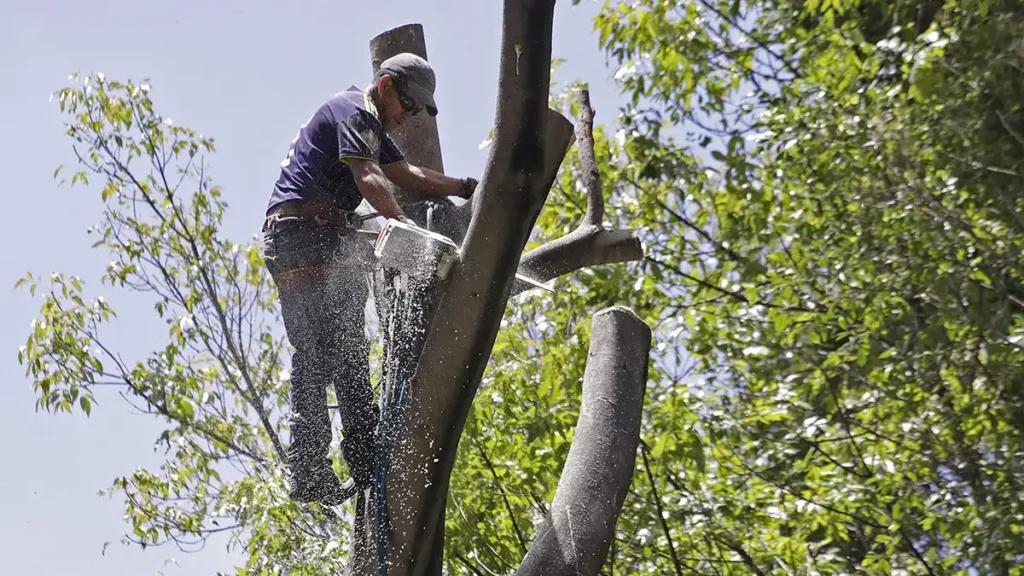 ¿Vas a podar un árbol en Puebla? Cuidado, te pueden aplicar multa de 54 mil pesos