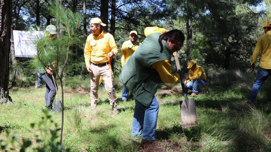 Medio Ambiente destinará 300 mil plantas a la Mixteca para reforestación