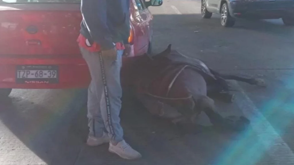 Atropellan a caballo en la autopista México-Puebla