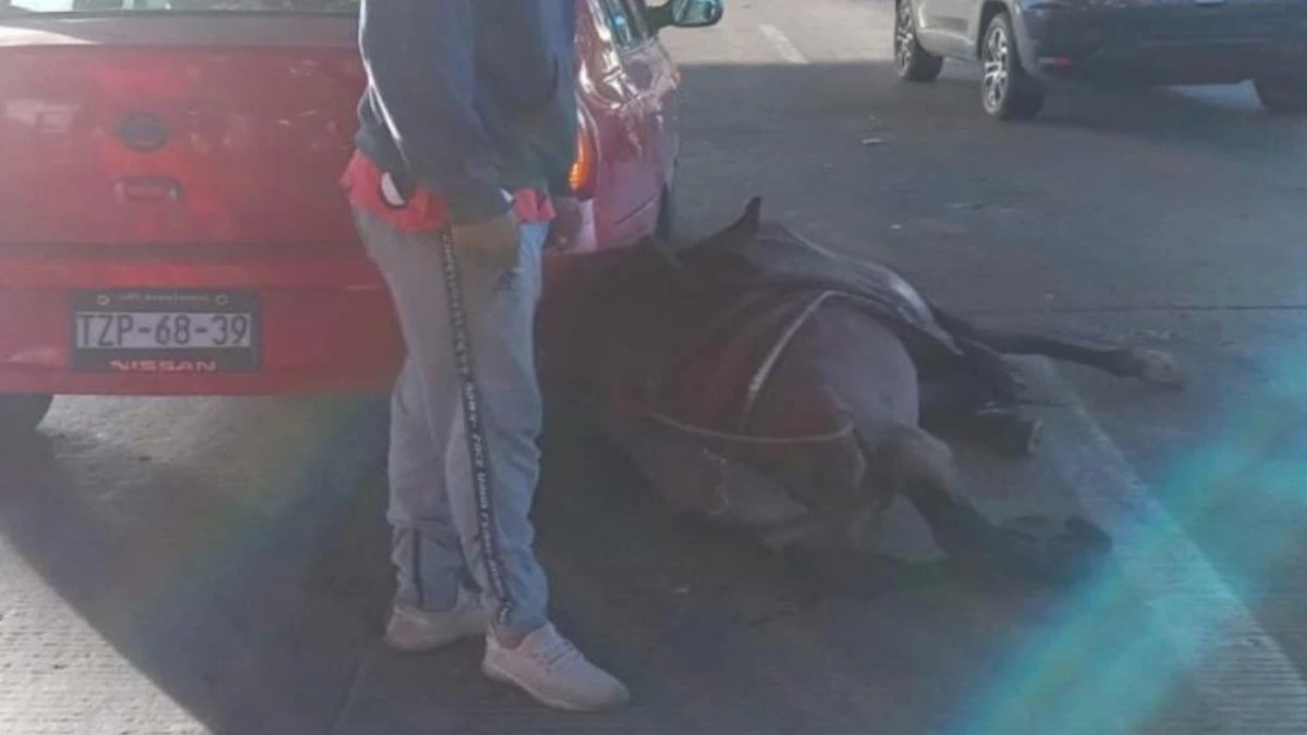 Atropellan a caballo en la autopista México-Puebla