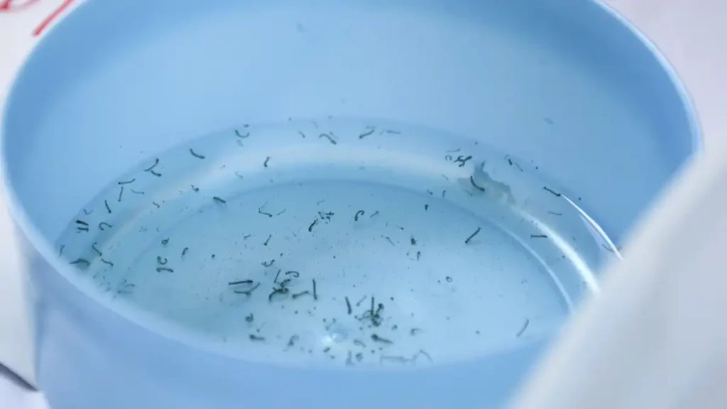 Estos son los cinco municipios de Puebla con más casos de dengue