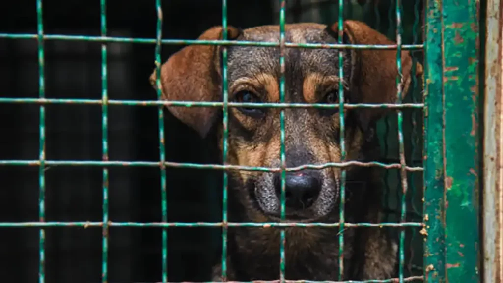 ¡Ya párenle! Más de 2 mil reportes de maltrato animal en Puebla capital