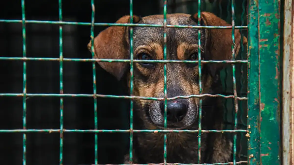 ¡Ya párenle! Más de 2 mil reportes de maltrato animal en Puebla capital