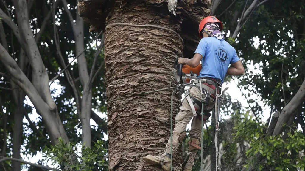 Al menos 900 palmeras de Puebla capital, víctimas de plaga