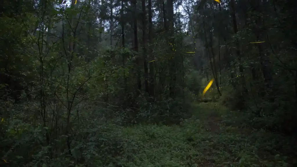 Bosque de agua donde se observan las luciérnagas.