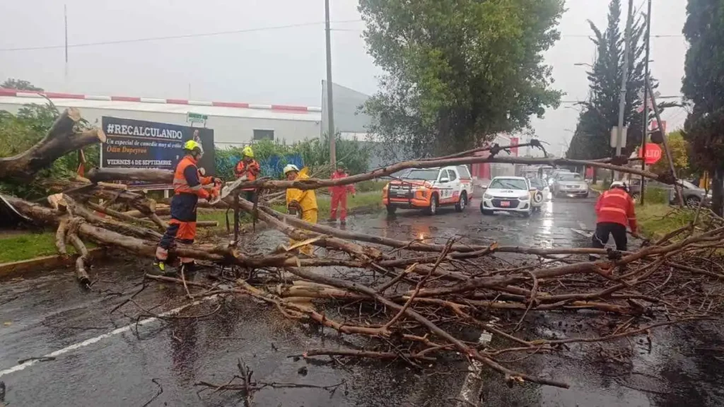 Cae árbol en la avenida 15 de mayo; PC realizó retiro de ramas