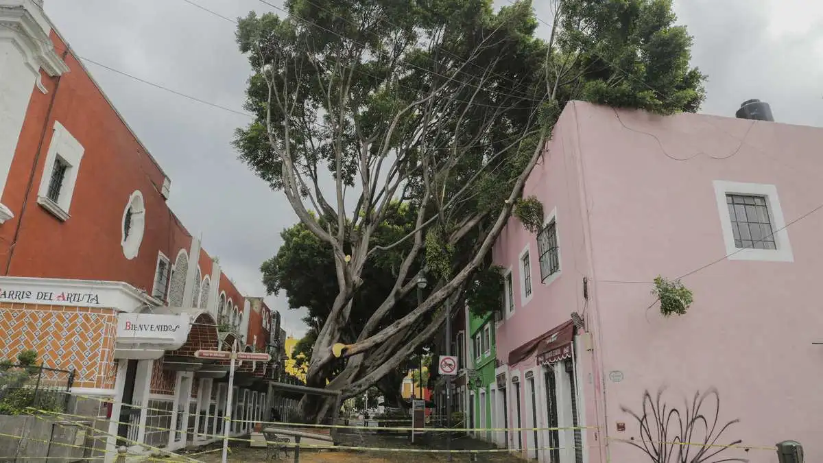 Cae árbol en la zona del Barrio del Artista