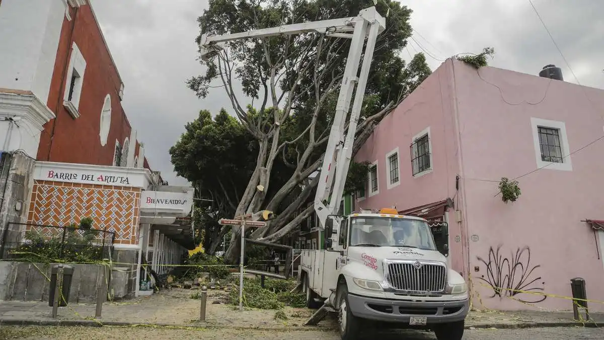 Cae árbol en la zona del Barrio del Artista