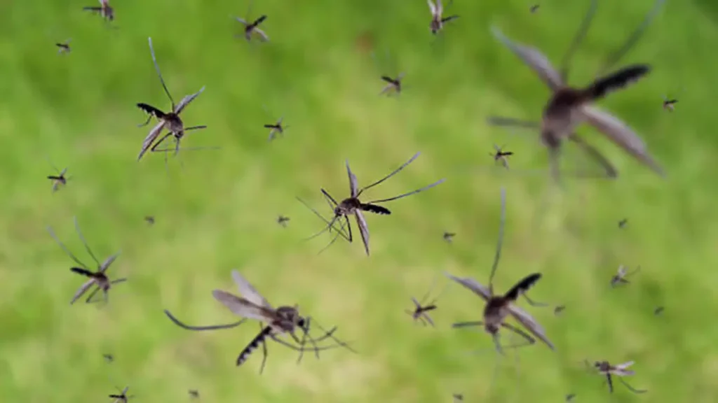 Hay casos de dengue en 60 municipios de Puebla: Salud