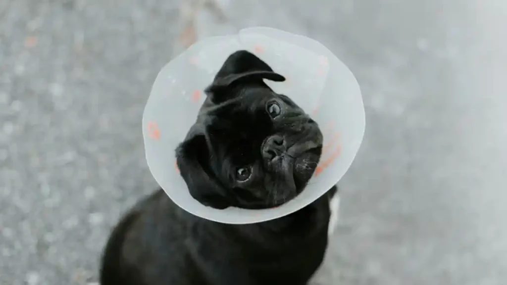 Perro de la raza pug con un cono en el cuello.