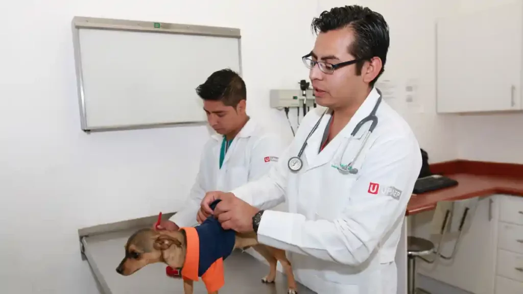 Médico del Hospital Veterinario de la UPAEP revisando a un perro de raza pequeña.