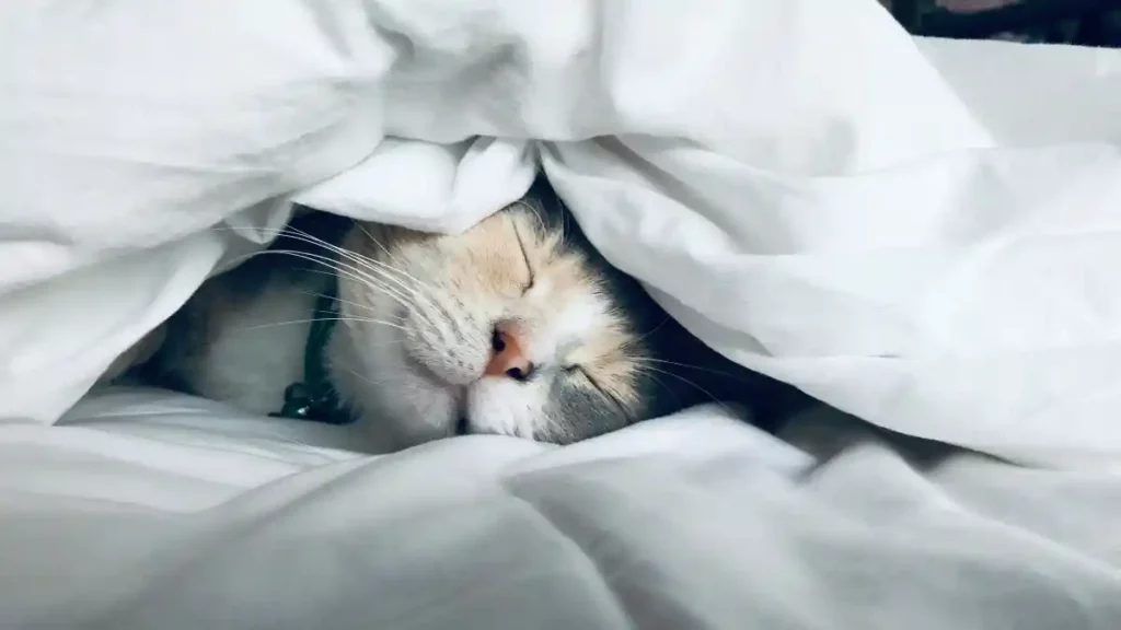 Gato durmiendo en la cama de su dueño.