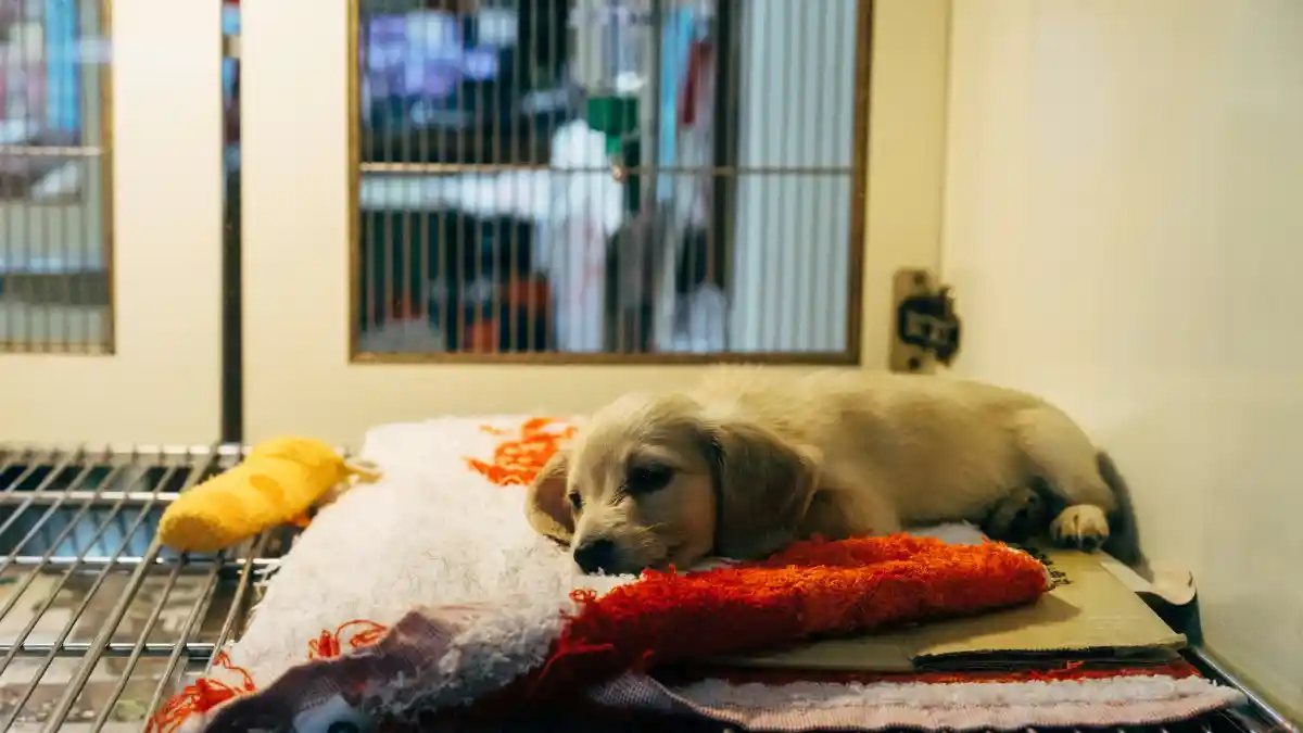 Perro durmiendo en una de las veterinarias que se encontraron en Google con la frase "veterinaria cerca de mi".