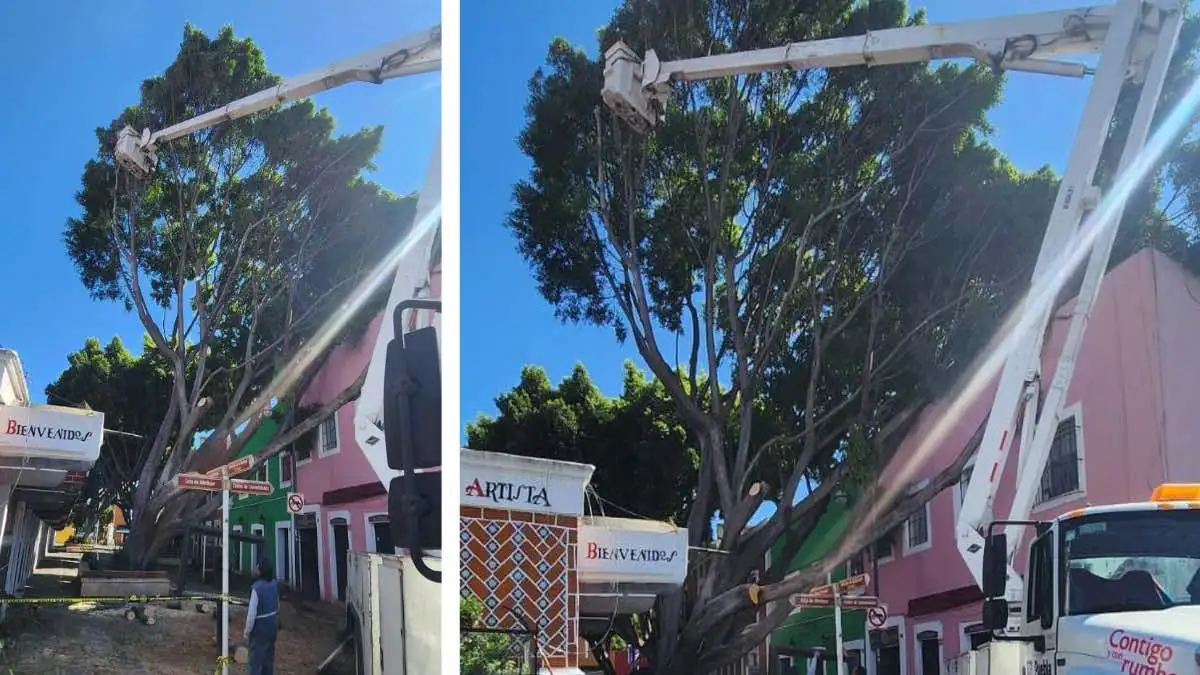 Continúa el retiro del árbol que cayó en el Barrio del Artista