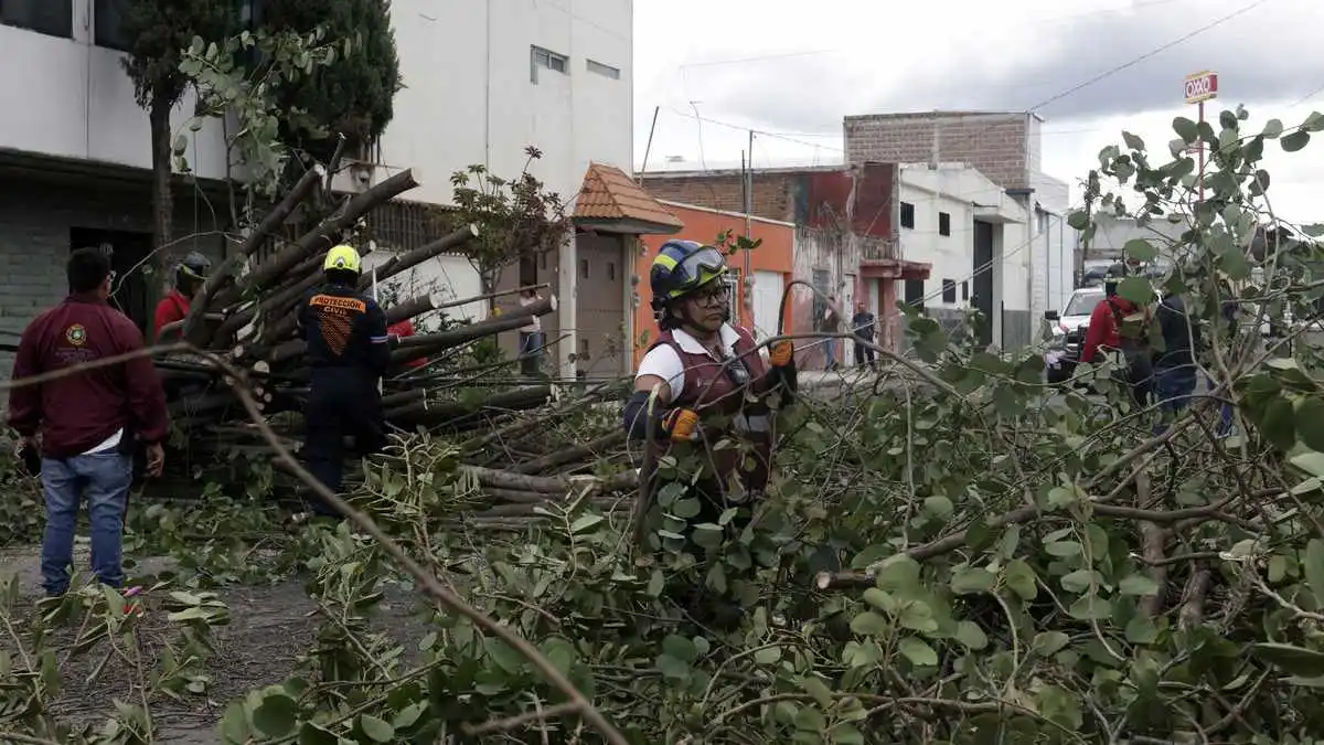 Vientos provocan la caída de dos árboles en calles de Puebla