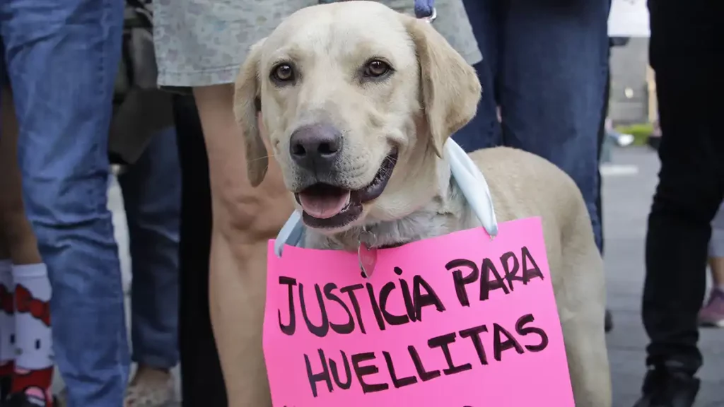 Día de los Animales: Denuncias por maltrato aumentan 44% en Puebla