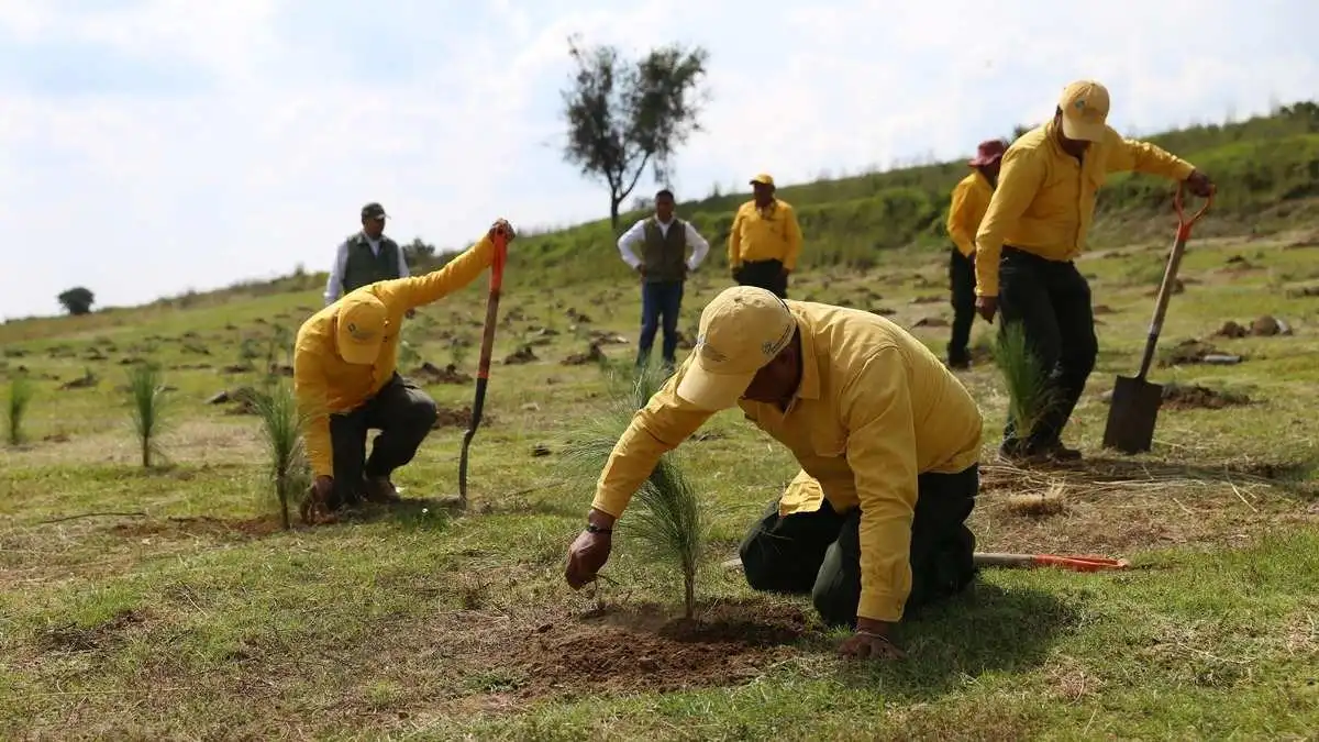 Puebla planta 9 millones de árboles y cumple plan de reforestación