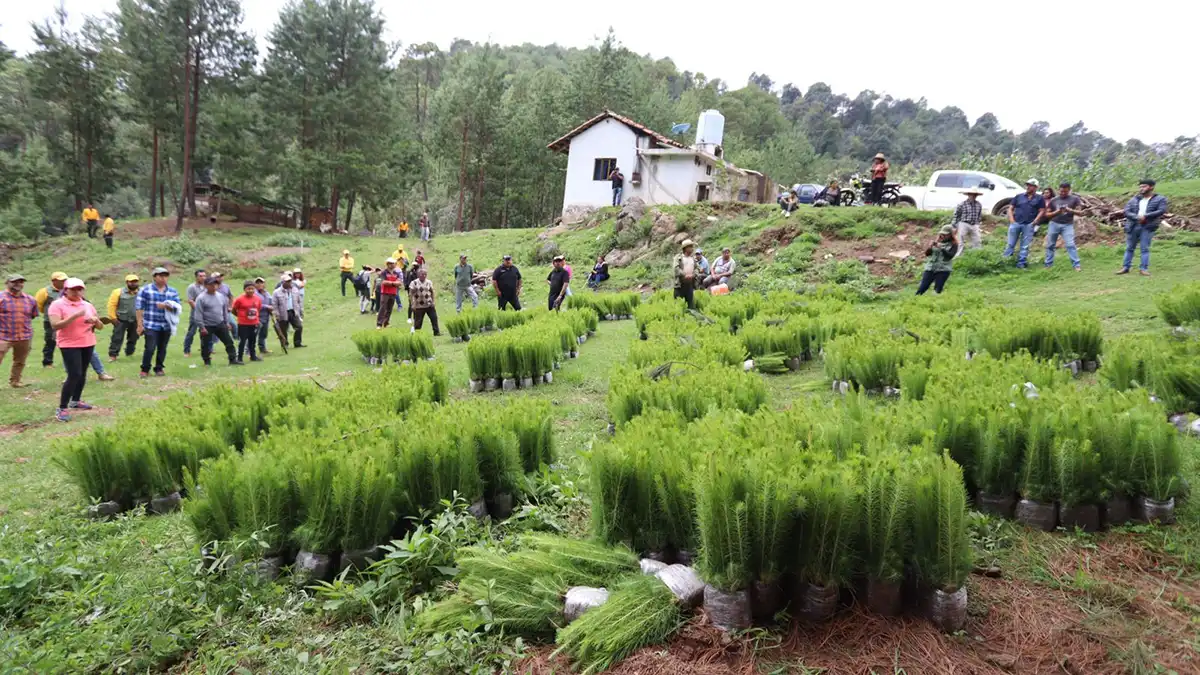 Gobierno de Puebla entrega 7 millones de plantas y árboles para reforestar