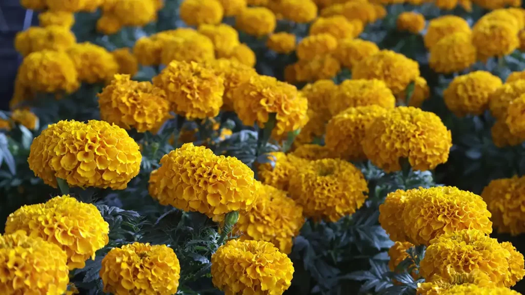 Puebla, principal productor nacional de flor de cempasúchil