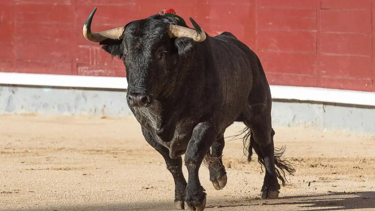 Movimiento Animalista pide a la presidenta municipal cancelar corrida toros en Teziutlán