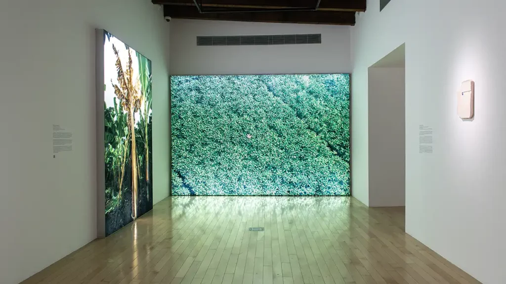 Llega al Museo Amparo el Flash 3.0: Focus de Arte Contemporáneo