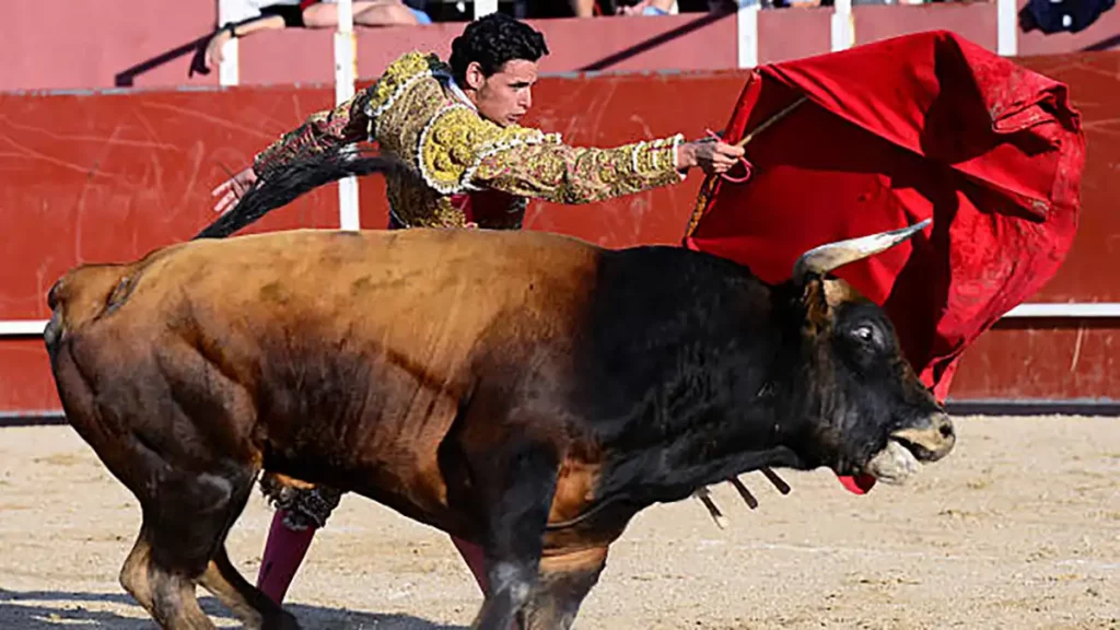 Respetar prohibición de corridas de toros, pide PVEM a alcaldesa de Teziutlán