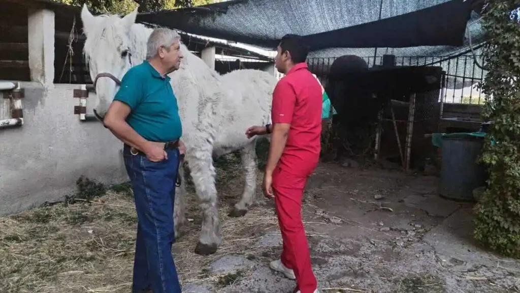 Bienestar Animal denunció maltrato a yegua en Atlixco