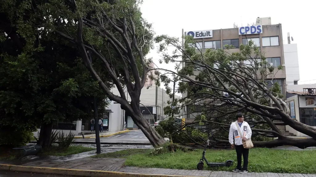 3 mil árboles en situación de riesgo en Puebla capital; deben derribarse