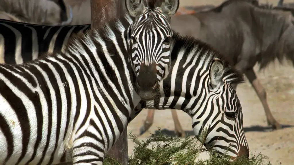 Recicla tu árbol de Navidad y entra gratis a Africam Safari o Arboterra