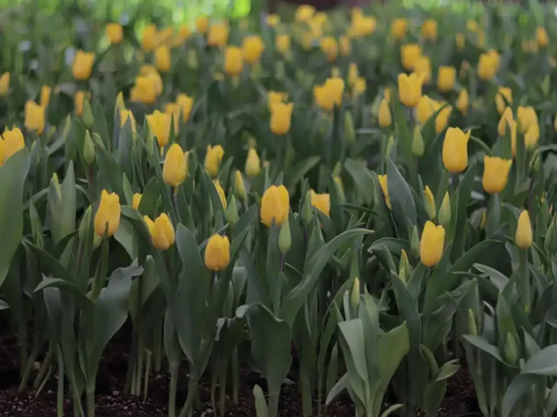 Arranca temporada del tulipán en Puebla