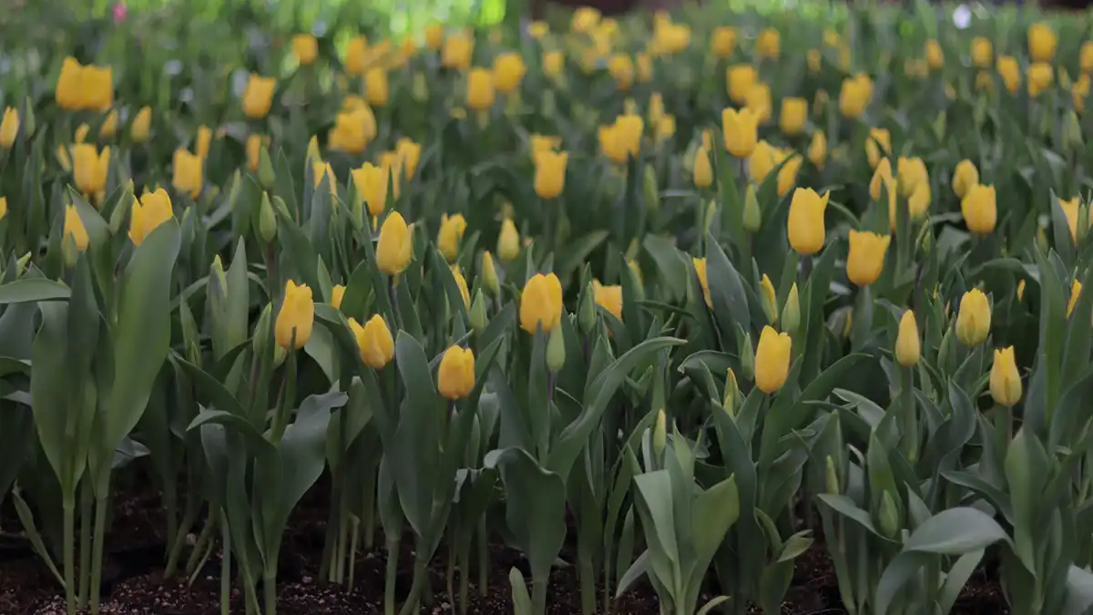 Arranca temporada del tulipán en Puebla