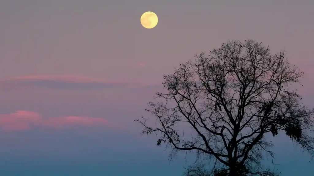 Paisaje en el que se aprecia la luna llena, una de las fases de la luna más popular.